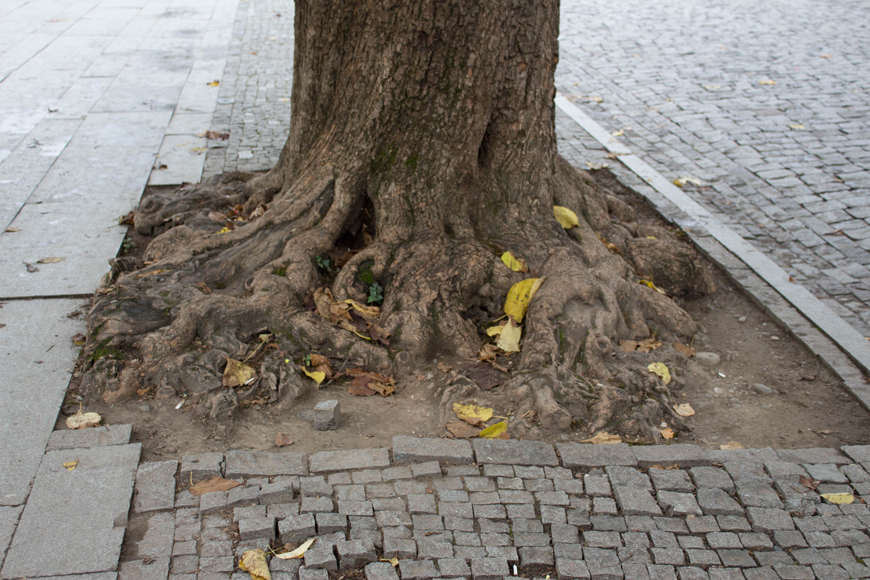 Raíz de árbol empujando el pavimento