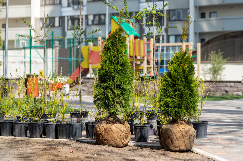 Two conifers with burlap-wrapped root balls sit beside several small potted deciduous trees ready for planting.