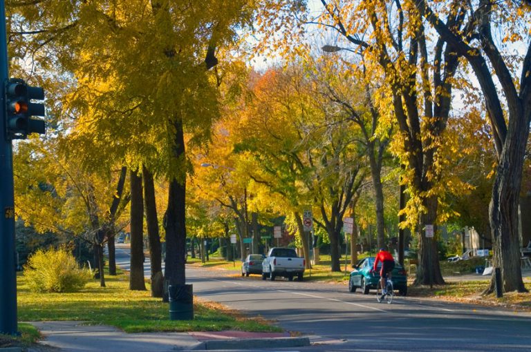 How To: Grow an Urban Tree Canopy | Hardscape Blog