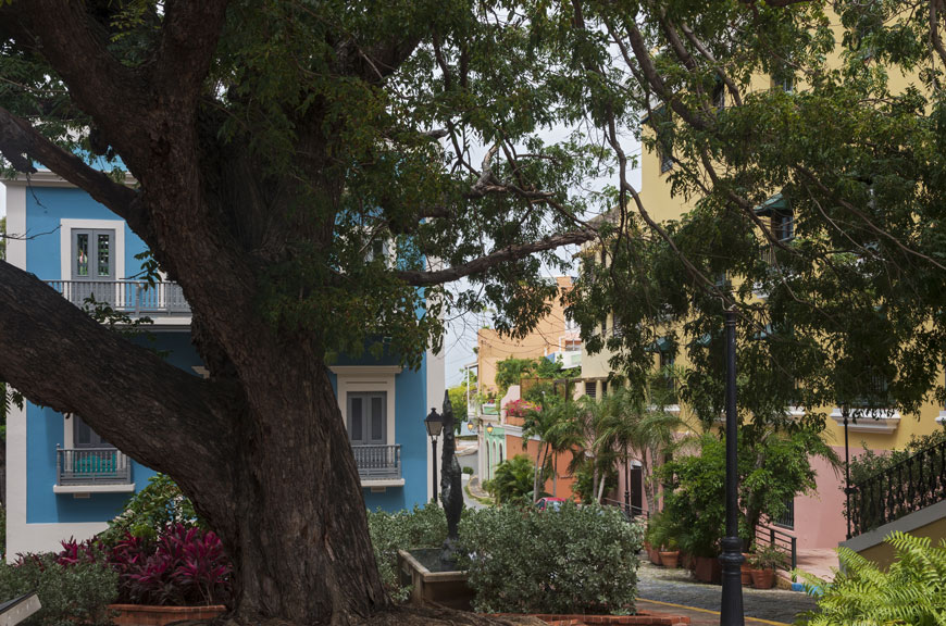 A beautiful old tree in San Juan shades a garden near buildings in blue, yellow, and terracotta.