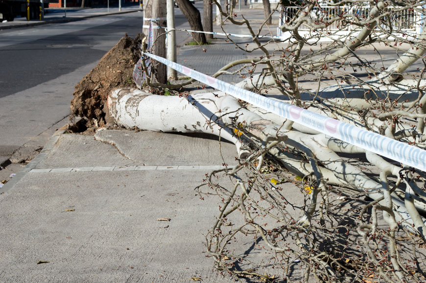 A white birch tree is fallen on a sidewalk and is surrounded by caution tape. Some sidewalk heave.