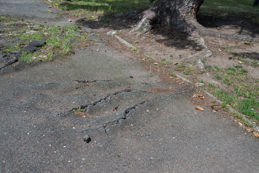 Asphalt ripples and cracks with roots heaving the surface from below